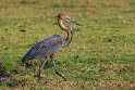 012 Botswana, Chobe NP, reuzenreiger